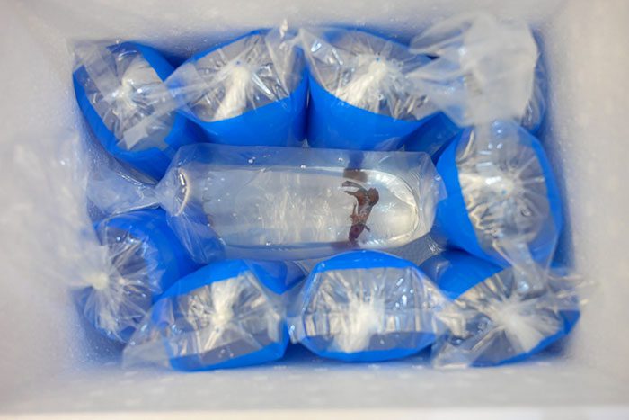 ไปรษณีย์ไทย x กรมประมง เปิดเส้นทางส่ง 'ปลากัดไทย' สู่ตลาดโลก