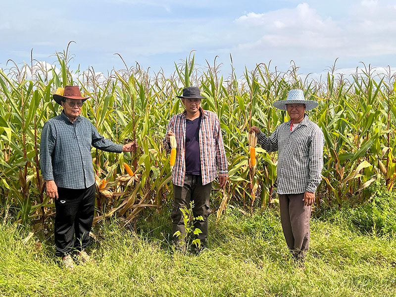 (ซ้าย) - กฤษฎา บุญถัง หรือเม่น เกษตรกรไร่ข้าวโพด