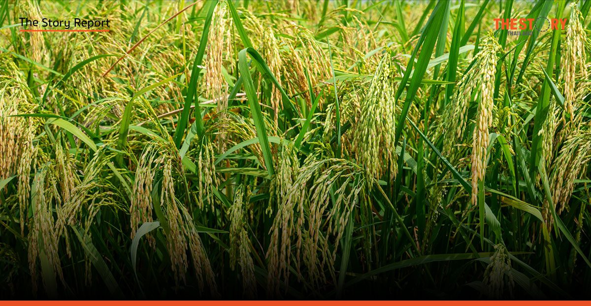 พลิกโฉมข้าวไทย ชูธง ‘2 ตันต่อไร่ – คาร์บอนต่ำ’ สู้กติกาโลกใหม่